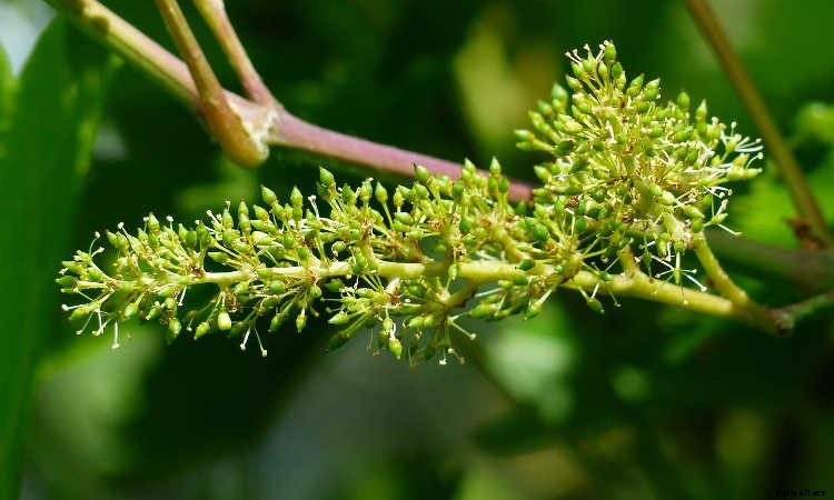 Growing Grapes: How To Get Epic Amounts Of Fruit From The Vine