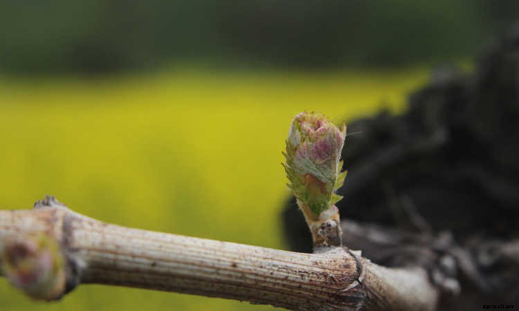 Growing Grapes: How To Get Epic Amounts Of Fruit From The Vine