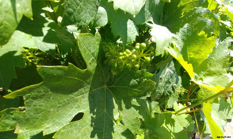 Growing Grapes: How To Get Epic Amounts Of Fruit From The Vine