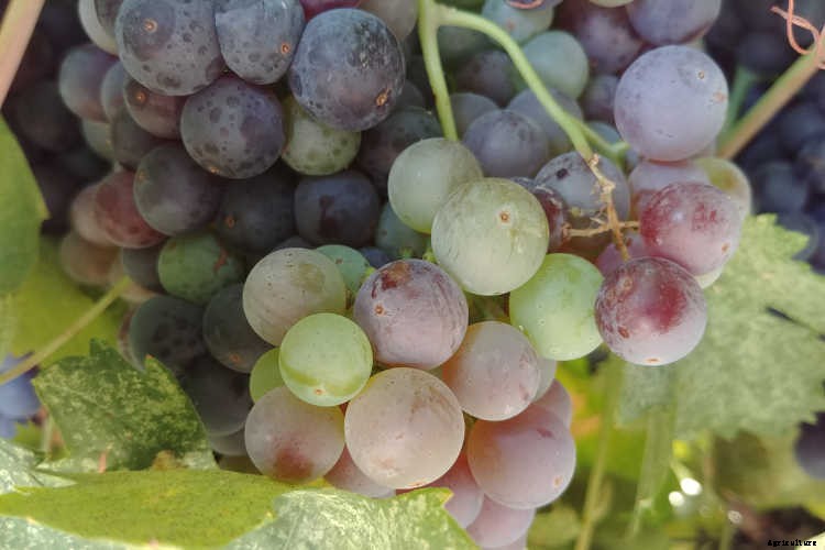Growing Grapes: How To Get Epic Amounts Of Fruit From The Vine