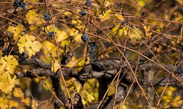 Growing Grapes: How To Get Epic Amounts Of Fruit From The Vine