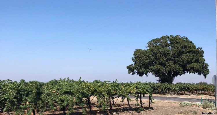 Growing Grapes: How To Get Epic Amounts Of Fruit From The Vine