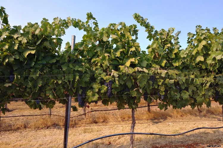 Growing Grapes: How To Get Epic Amounts Of Fruit From The Vine