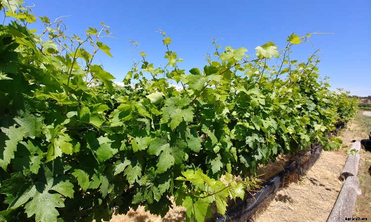 Growing Grapes: How To Get Epic Amounts Of Fruit From The Vine