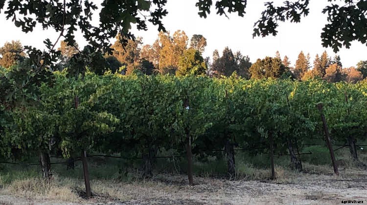 Growing Grapes: How To Get Epic Amounts Of Fruit From The Vine