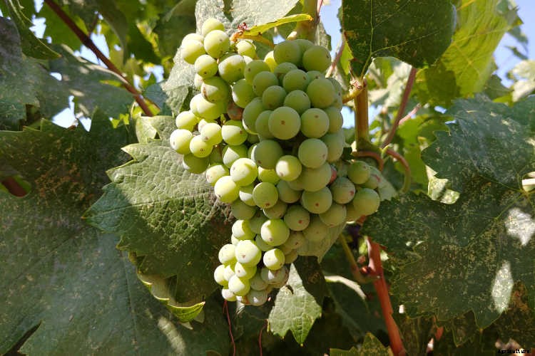 Growing Grapes: How To Get Epic Amounts Of Fruit From The Vine