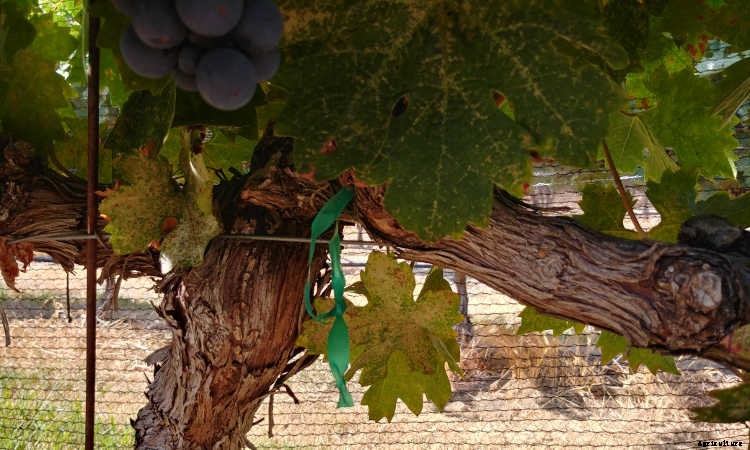 Growing Grapes: How To Get Epic Amounts Of Fruit From The Vine