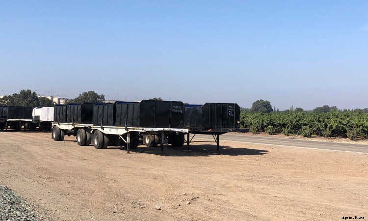 Growing Grapes: How To Get Epic Amounts Of Fruit From The Vine