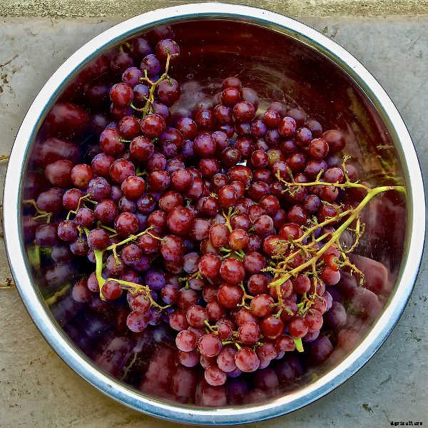 Growing Grapes: How To Get Epic Amounts Of Fruit From The Vine