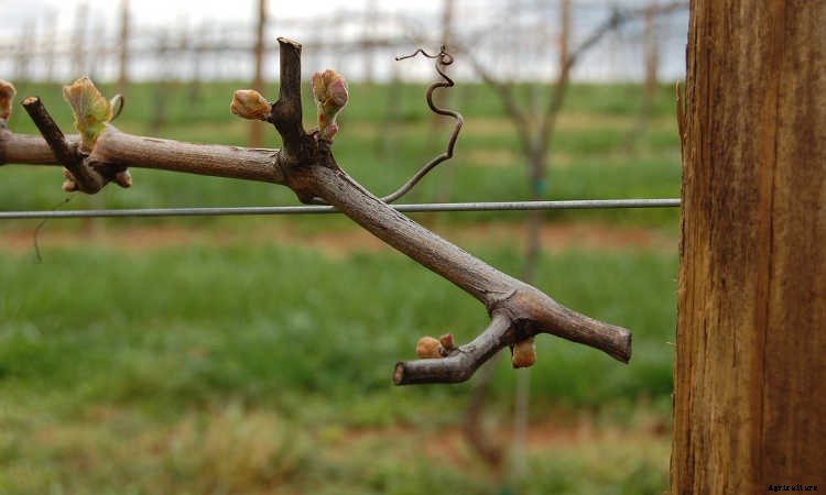 Growing Grapes: How To Get Epic Amounts Of Fruit From The Vine