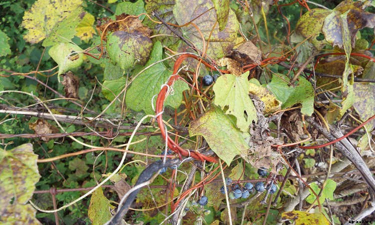 Growing Grapes: How To Get Epic Amounts Of Fruit From The Vine