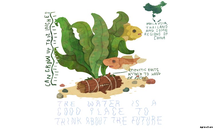 Java Fern: Underwater Plants For Water Gardens