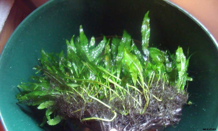 Java Fern: Underwater Plants For Water Gardens