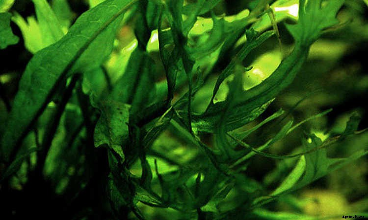 Java Fern: Underwater Plants For Water Gardens