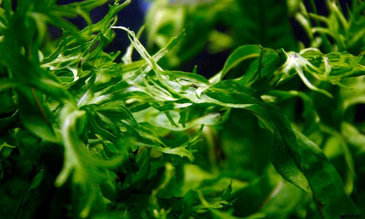 Java Fern: Underwater Plants For Water Gardens
