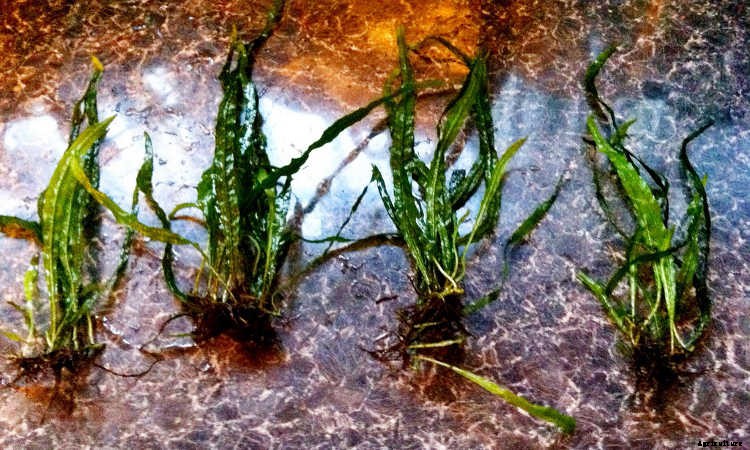 Java Fern: Underwater Plants For Water Gardens