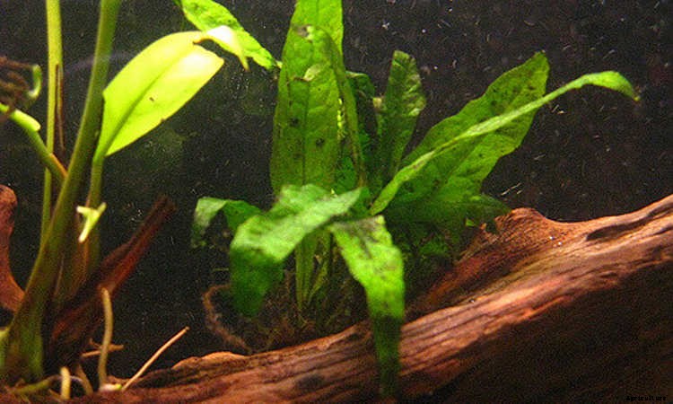 Java Fern: Underwater Plants For Water Gardens