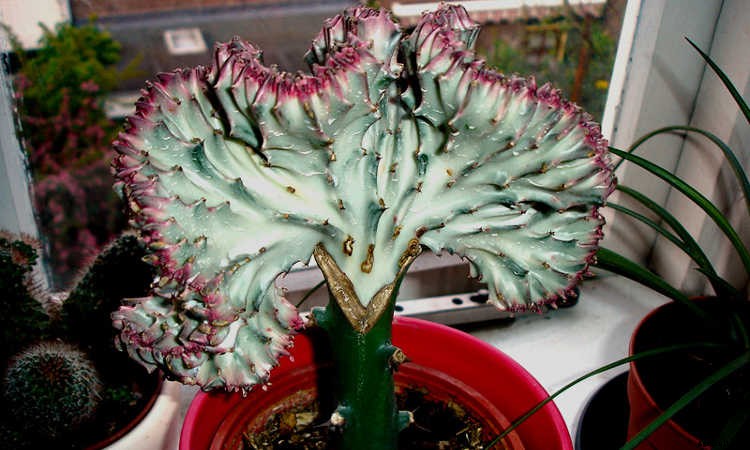 Coral Cactus: Growing The Frankenstein Of The Succulent World
