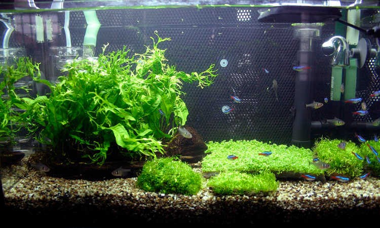Java Fern: Underwater Plants For Water Gardens