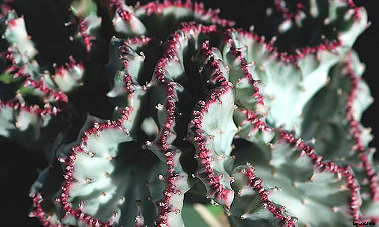 Coral Cactus: Growing The Frankenstein Of The Succulent World