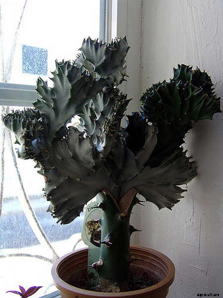 Coral Cactus: Growing The Frankenstein Of The Succulent World