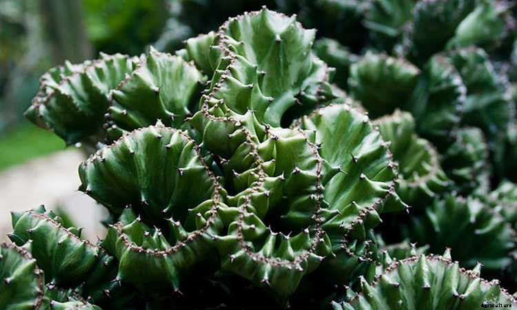 Coral Cactus: Growing The Frankenstein Of The Succulent World