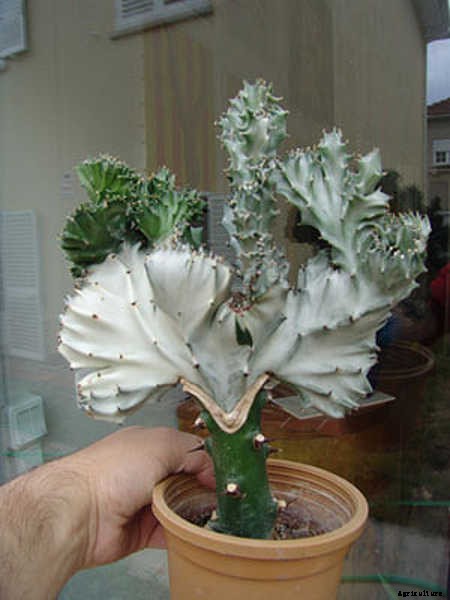 Coral Cactus: Growing The Frankenstein Of The Succulent World