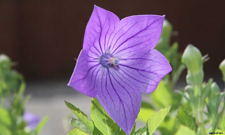 Balloon Flower: Growing The Chinese Bellflower In Your Garden