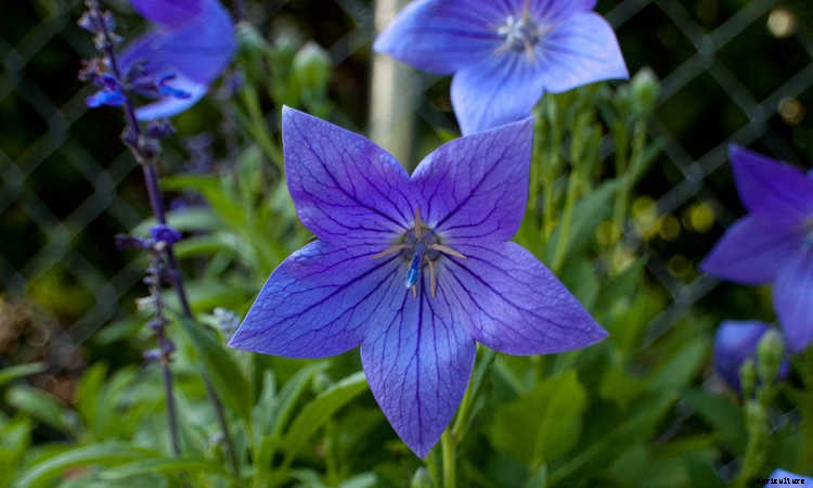 Balloon Flower: Growing The Chinese Bellflower In Your Garden