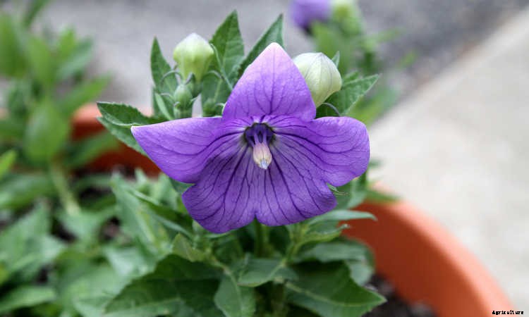 Balloon Flower: Growing The Chinese Bellflower In Your Garden