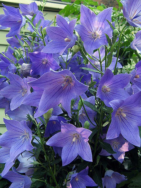 Balloon Flower: Growing The Chinese Bellflower In Your Garden