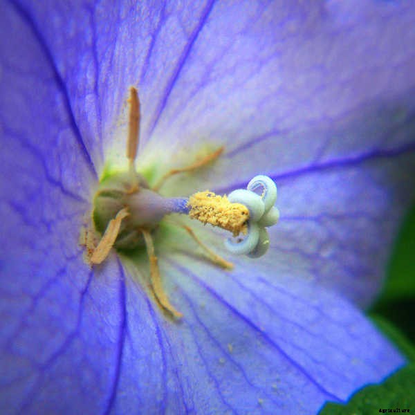 Balloon Flower: Growing The Chinese Bellflower In Your Garden
