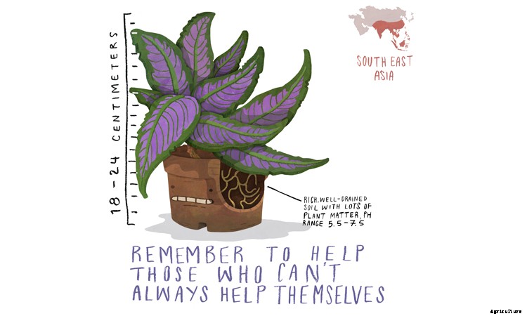 Persian Shield: Caring For Strobilanthes Dyeriana