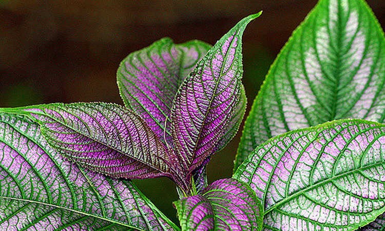 Persian Shield: Caring For Strobilanthes Dyeriana