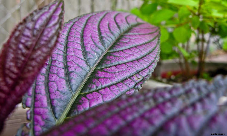 Persian Shield: Caring For Strobilanthes Dyeriana