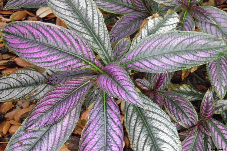 Persian Shield: Caring For Strobilanthes Dyeriana