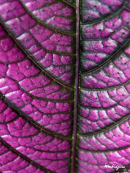 Persian Shield: Caring For Strobilanthes Dyeriana