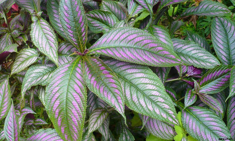 Persian Shield: Caring For Strobilanthes Dyeriana