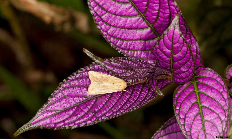Persian Shield: Caring For Strobilanthes Dyeriana
