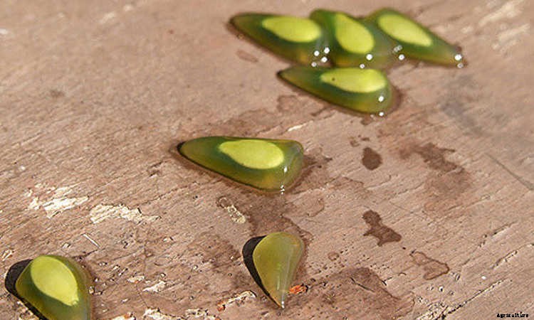 Storing Seeds: How to Preserve Seeds for Years