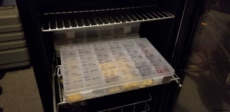 Storing Seeds: How to Preserve Seeds for Years