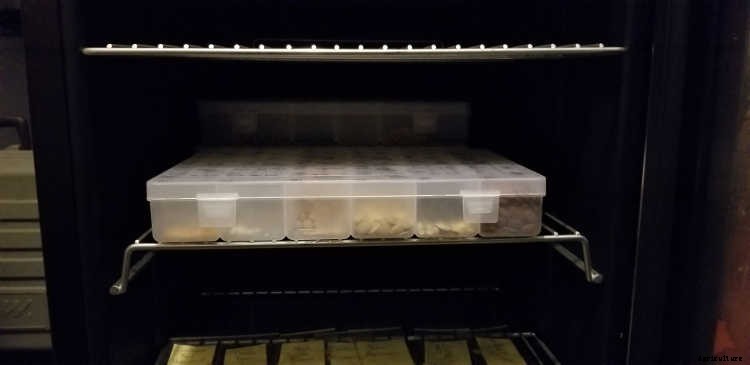 Storing Seeds: How to Preserve Seeds for Years