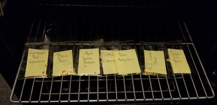 Storing Seeds: How to Preserve Seeds for Years