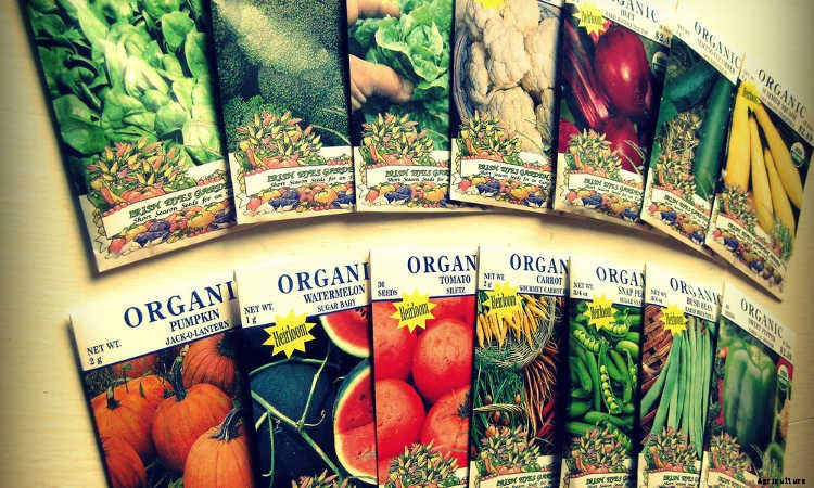 Storing Seeds: How to Preserve Seeds for Years