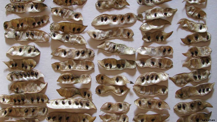 Storing Seeds: How to Preserve Seeds for Years