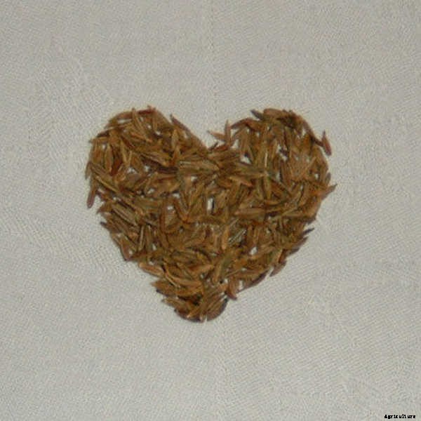 Storing Seeds: How to Preserve Seeds for Years