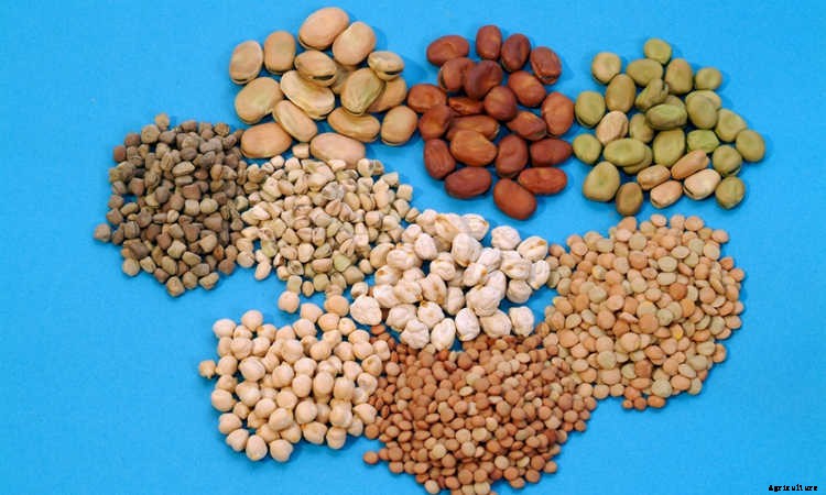 Storing Seeds: How to Preserve Seeds for Years