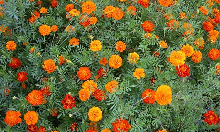 Marigolds: Pleasing, Prolific Flowers That Naturally Repel Pests