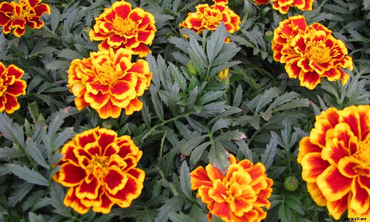 Marigolds: Pleasing, Prolific Flowers That Naturally Repel Pests