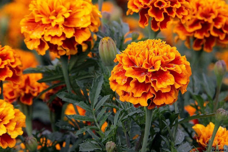 Marigolds: Pleasing, Prolific Flowers That Naturally Repel Pests